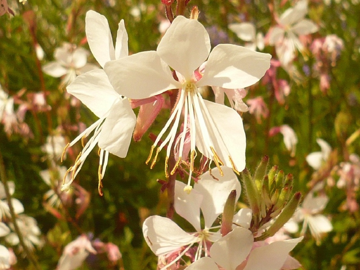 Oenothera lindheimeri (Onagraceae)